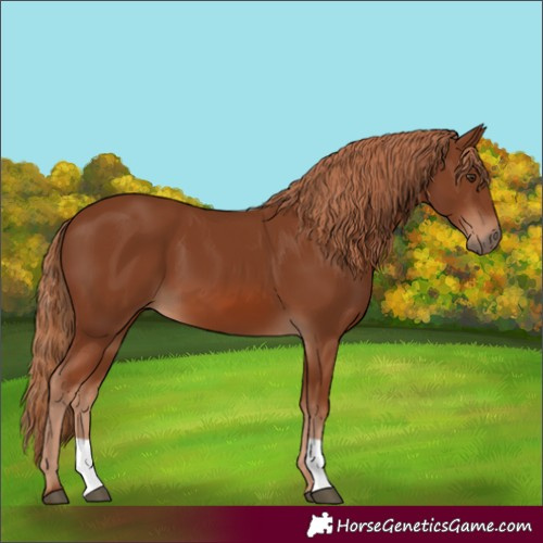 Horse Color:Chestnut 