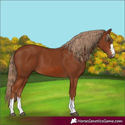 Horse Color:Chestnut 
