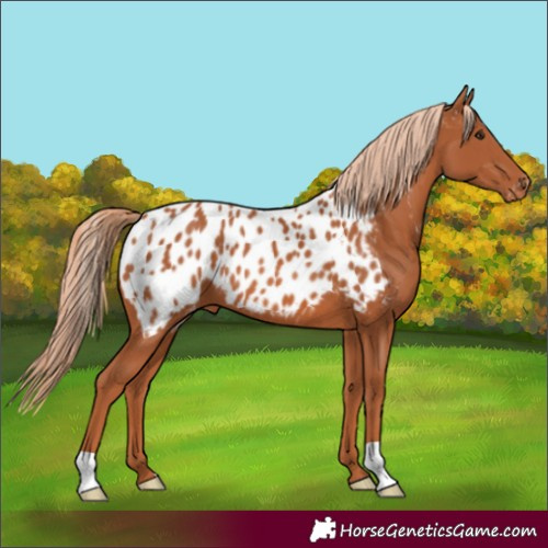 Horse Color:Chestnut Appaloosa 