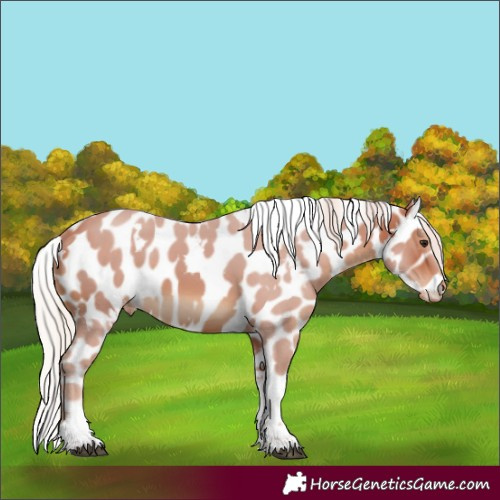 Horse Color:White Spotted Silver Brown Tobiano Skewed Appaloosa