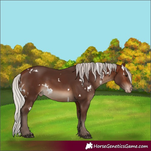 Horse Color:White Spotted Silver Brown Skewed Appaloosa