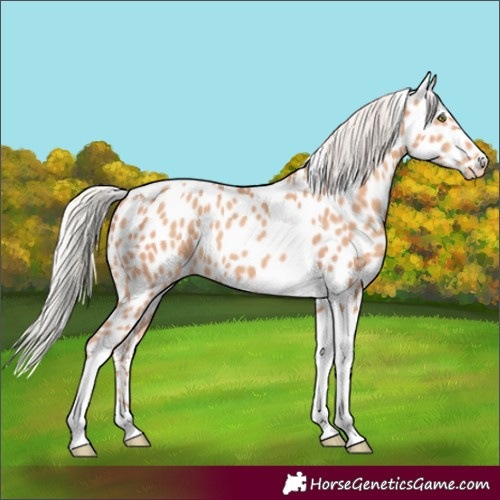 Horse Color:Silver Amber Champagne Tobiano Appaloosa