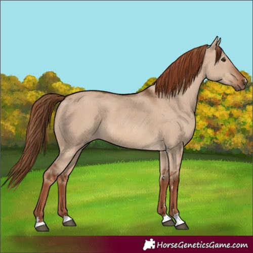 Horse Color:Red Dun 