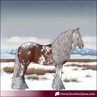 Horse Color:White Spotted Silver Brown Tobiano
