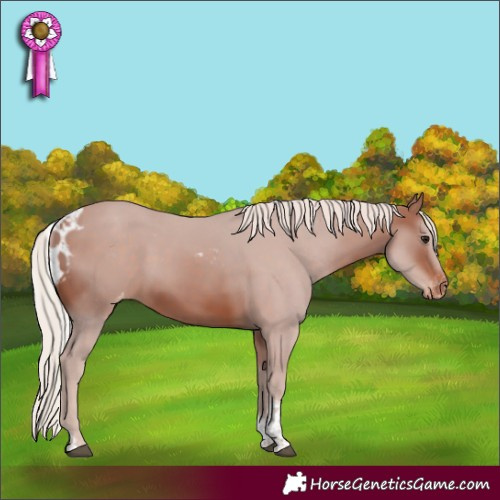 Horse Color:Silver Brown Tobiano Skewed Appaloosa