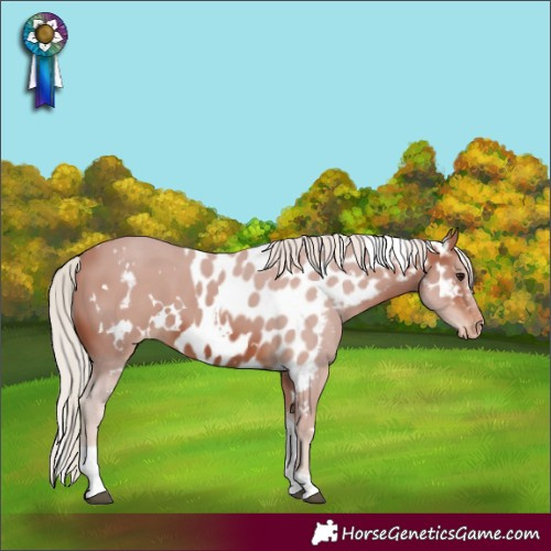 Horse Color:White Spotted Silver Brown Tobiano Skewed Appaloosa 