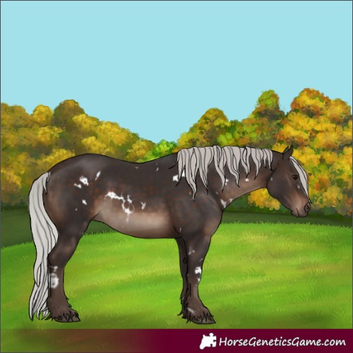 Horse Color:White Spotted Silver Brown