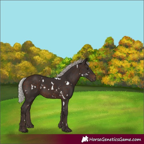 Horse Color:White Spotted Silver Brown
