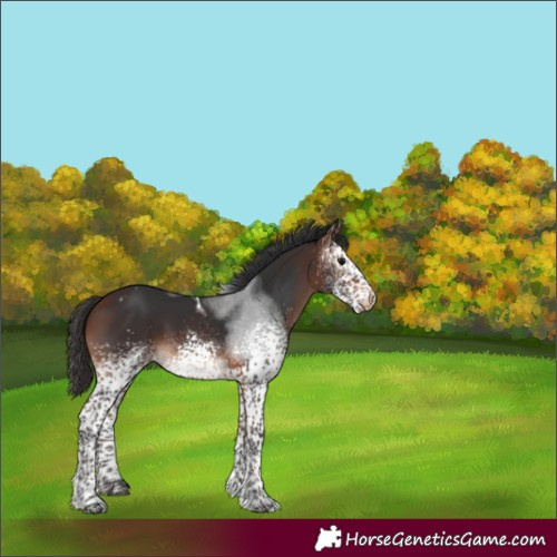 Horse Color:White Spotted Bay Tobiano Appaloosa 