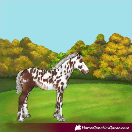 Horse Color:Silver Brown Tobiano Skewed Appaloosa 