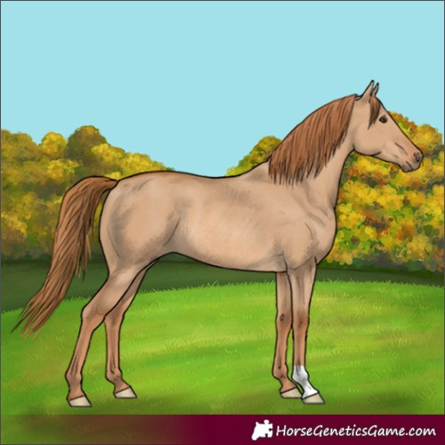 Horse Color:Red Dun Rabicano