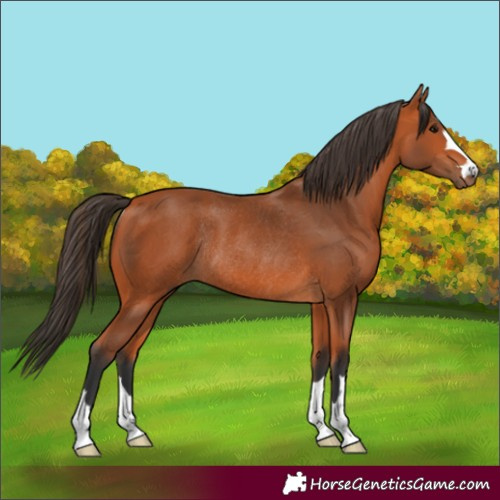 Horse Color:Bay Rabicano