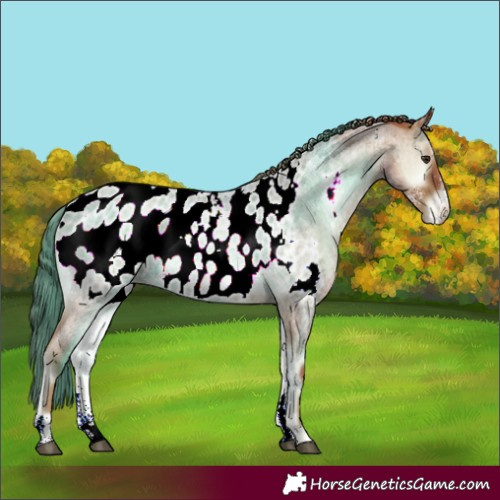 Horse Color:Powder White Watercolor Red Onyx Roan Blanket 