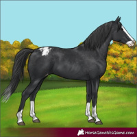 Horse Color:Black Splash Appaloosa