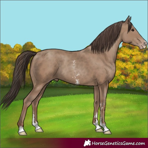 Horse Color:Classic Champagne Sabino Splash