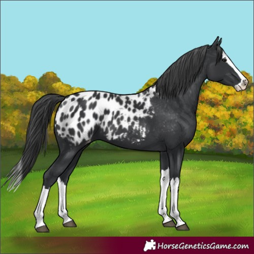 Horse Color:Black Splash Appaloosa