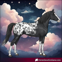 Horse Color:Black Splash Blanket