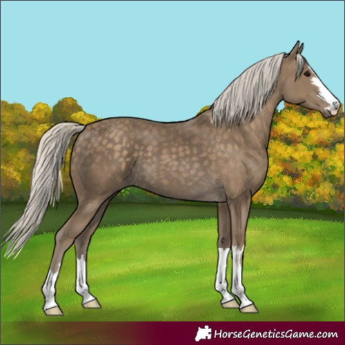 Horse Color:Silver Smoky Black