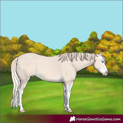 Horse Color:Cremello Splash and Perlino Splash