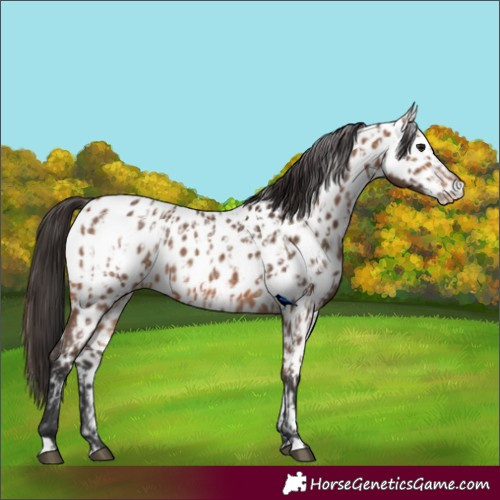 Horse Color:Bay Appaloosa and Bay Appaloosa Rabicano