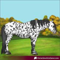 Horse Color:Black Appaloosa Rabicano