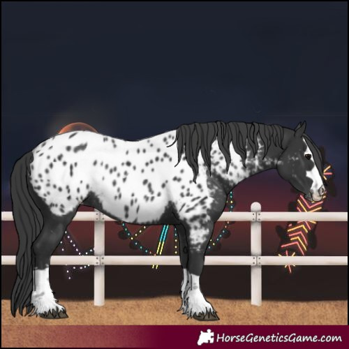 Horse Color:Black Near Leopard Rabicano 