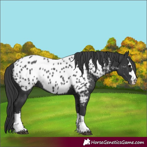 Horse Color:Black Appaloosa Rabicano 