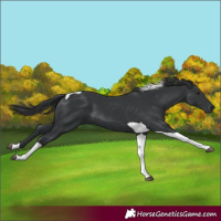 Horse Color:Black Tobiano 