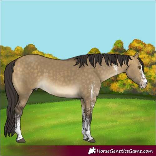 Horse Color:White Spotted Buckskin Dun 