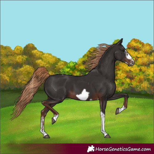 Horse Color:Liver Chestnut Sabino Tobiano Frame