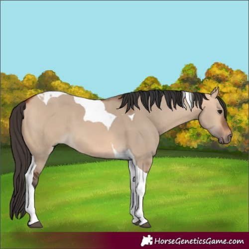 Horse Color:Bay Dun Tobiano