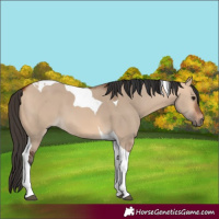 Horse Color:Bay Dun Tobiano