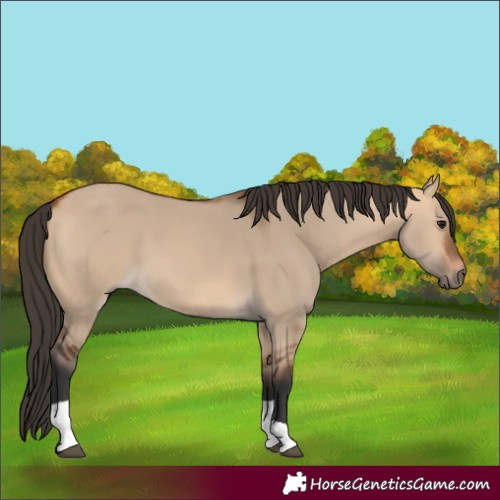 Horse Color:Bay Dun Tobiano 