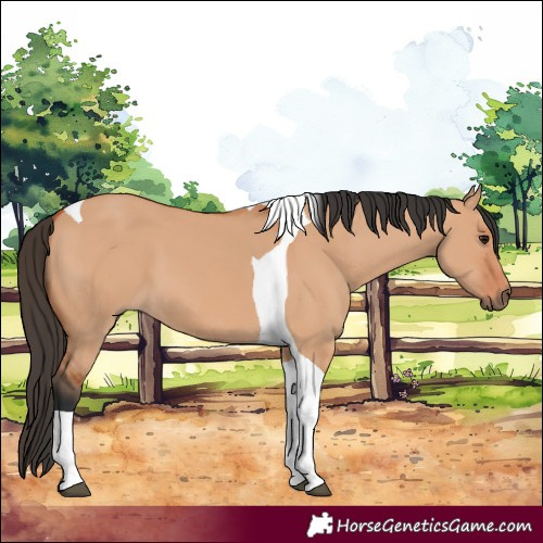 Horse Color:Bay Dun Tobiano 