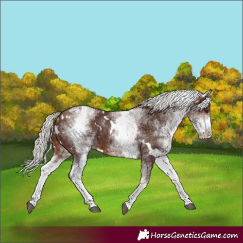 Horse Color:White Spotted Silver Brown