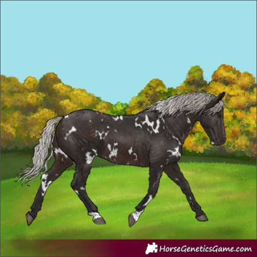 Horse Color:White Spotted Silver Brown