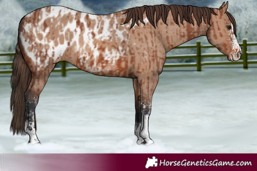 Horse Color:Bay Sabino Appaloosa Rabicano and Bay Dun Sabino Appaloosa Rabicano