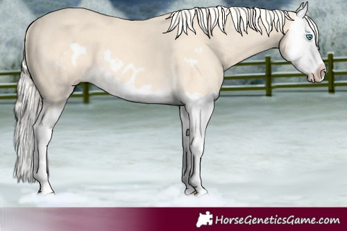 Horse Color:Cremello Splash  and Cremello Splash Frame 