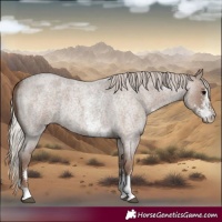 Horse Color:Silver Blue Roan Sabino