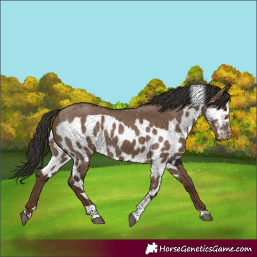 Horse Color:Liver Red Dun Tobiano Skewed Appaloosa Rabicano 
