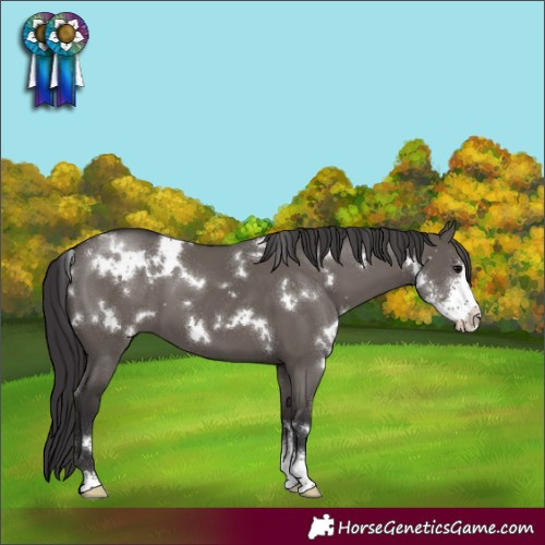 Horse Color:White Spotted Smoky Grullo Sabino 