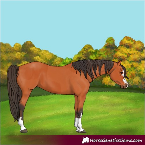 Horse Color:Bay  and Bay 