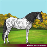 Horse Color:Blue Roan Tobiano Near Leopard 