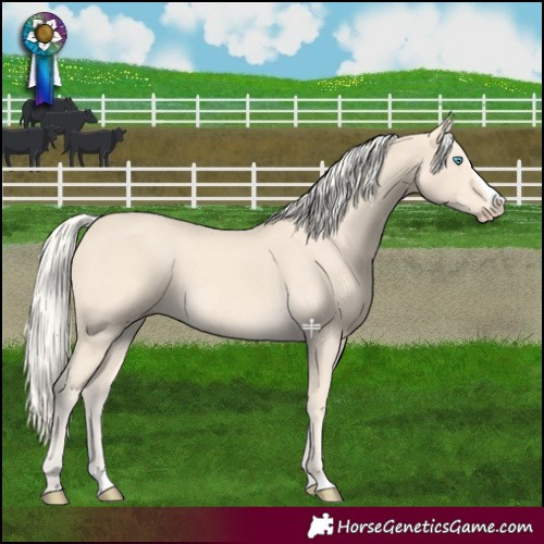 Horse Color:Cremello Splash and Cremello Splash