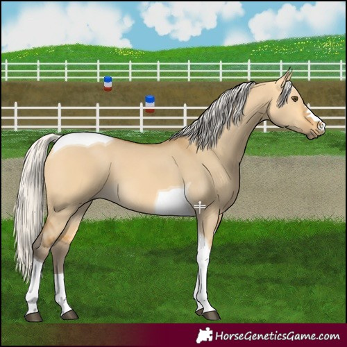 Horse Color:Silver Buckskin Dun Tobiano 