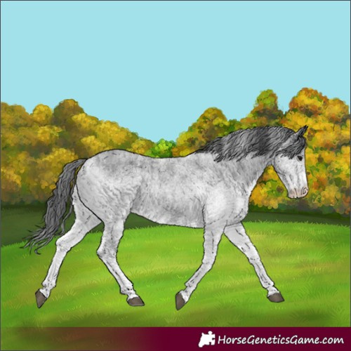 Horse Color:White Spotted Blue Roan 