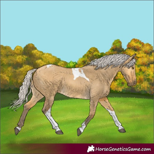 Horse Color:Silver Buckskin Dun Tobiano