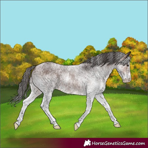 Horse Color:White Spotted Brown