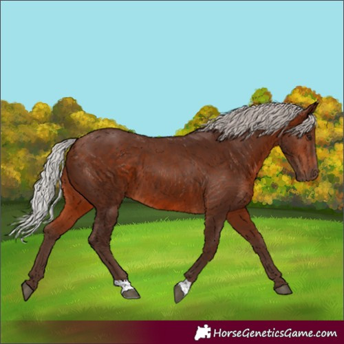 Horse Color:Silver Bay 