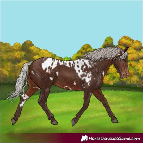 Horse Color:White Spotted Silver Brown Skewed Appaloosa
